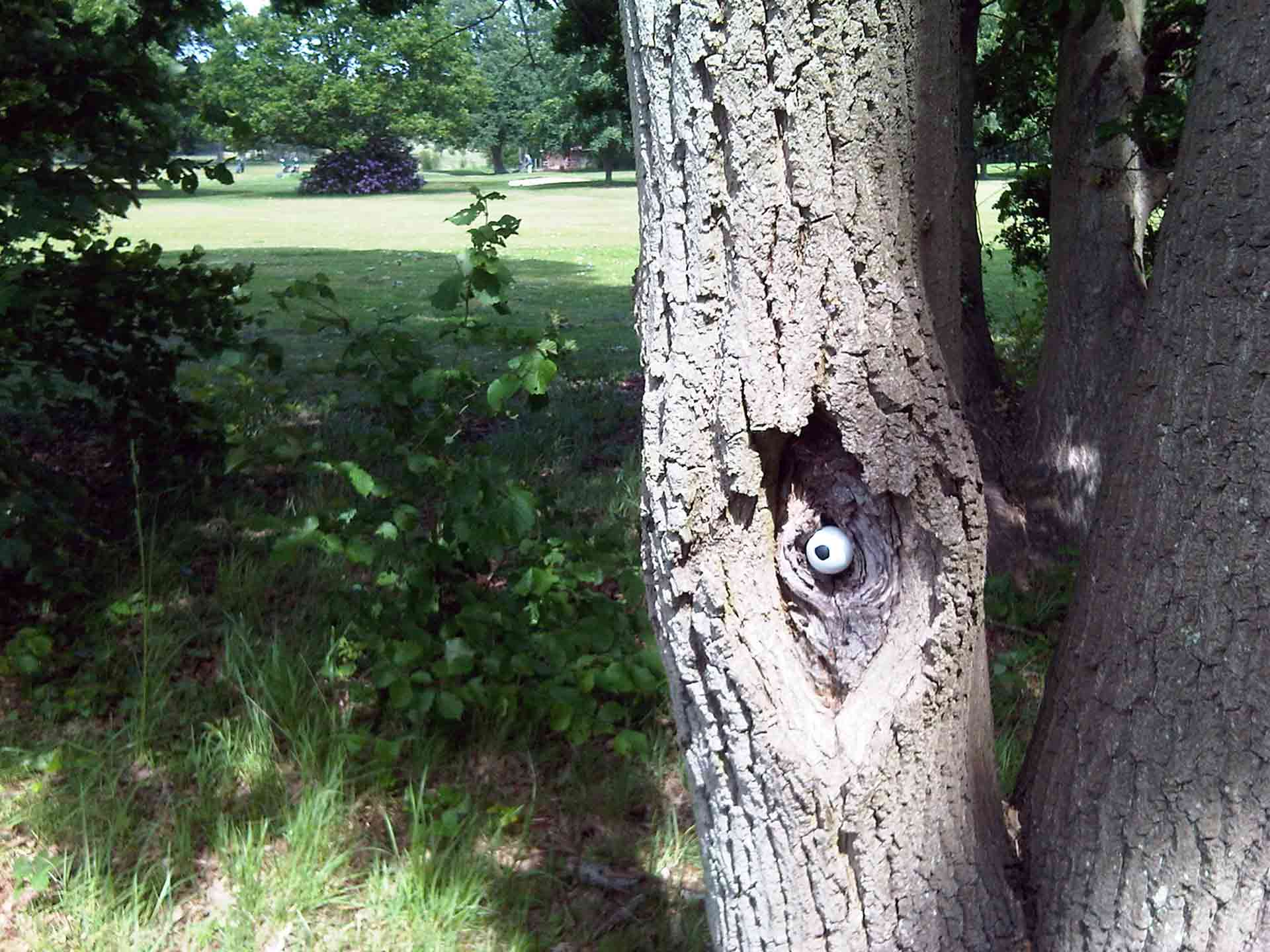 public-eye-urban-intervention-single-eye-attached-to-tree