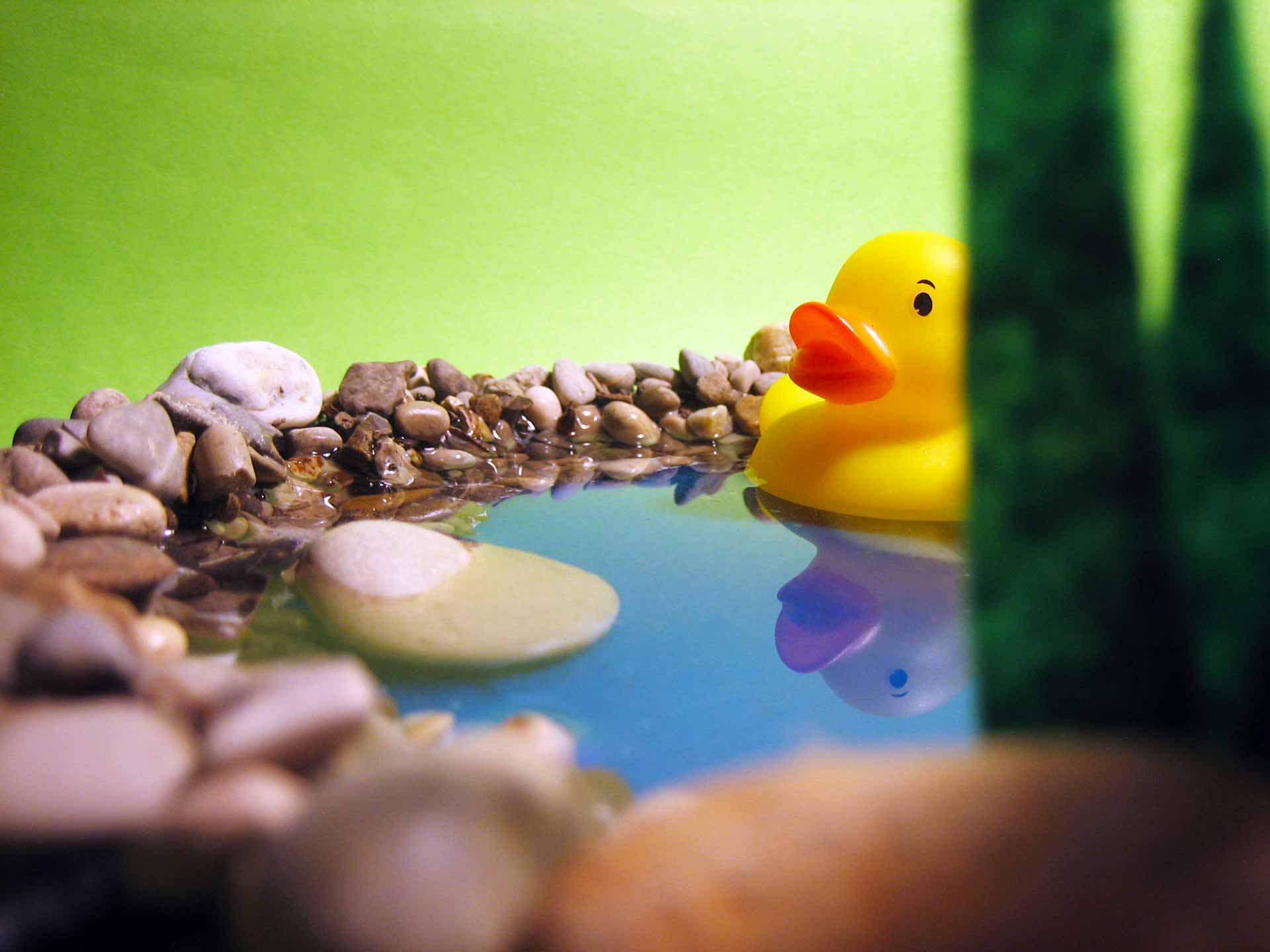 rubber-duck-in-plastic-pond-with-sign-through-reeds